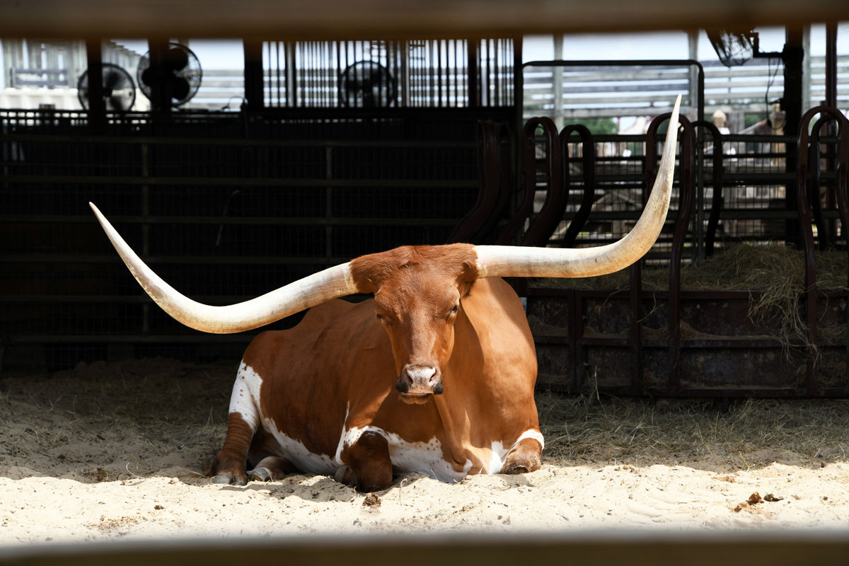 001 Texas.JPG